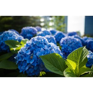 Hortenzia kalinolistá (Hydrangea macrophylla) ´ADRIA´  - výška 20-30 cm, Ø 20-30 cm, kont. C3L